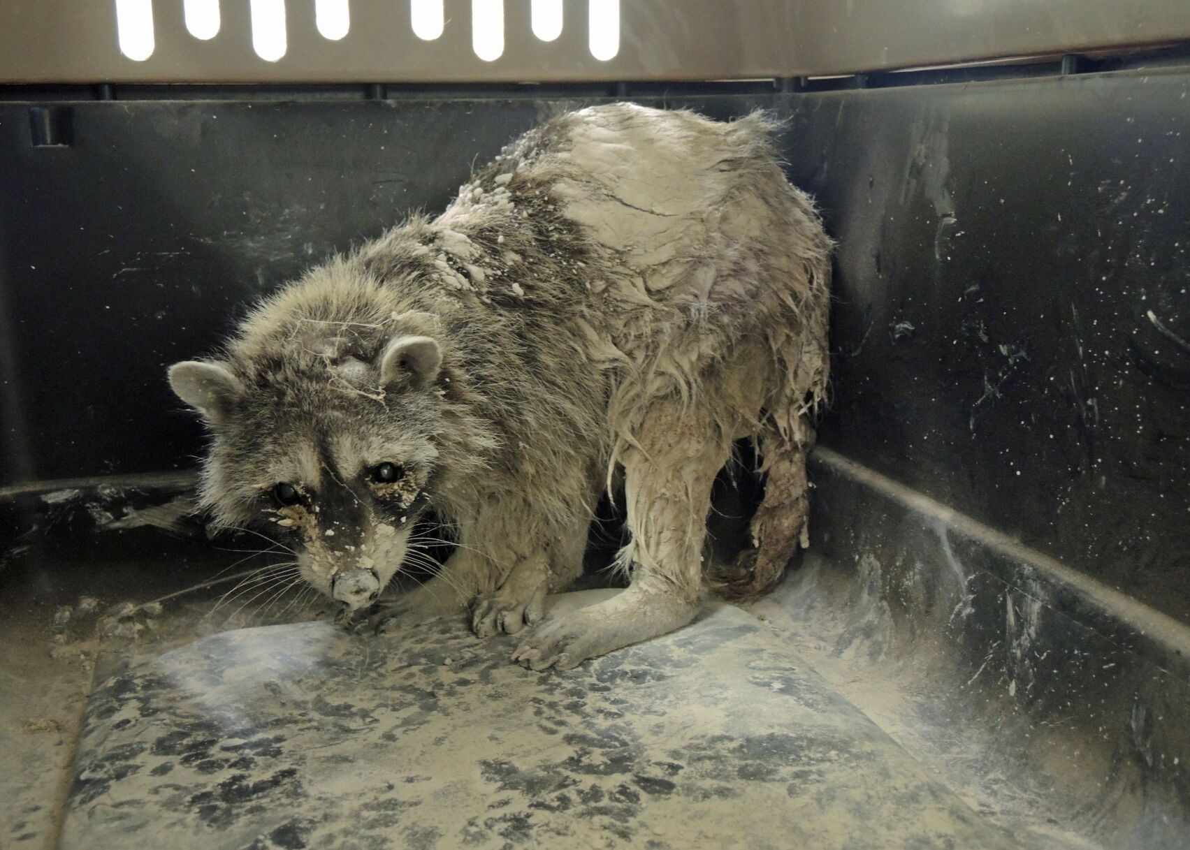 SWCC_Gypsy raccoon.jpeg